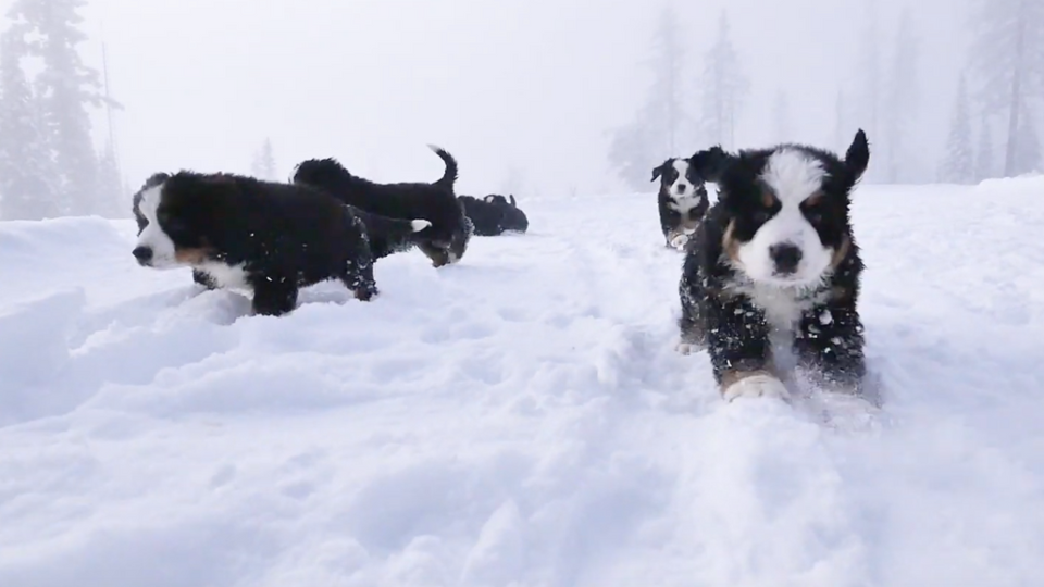 Puppies and Powder!